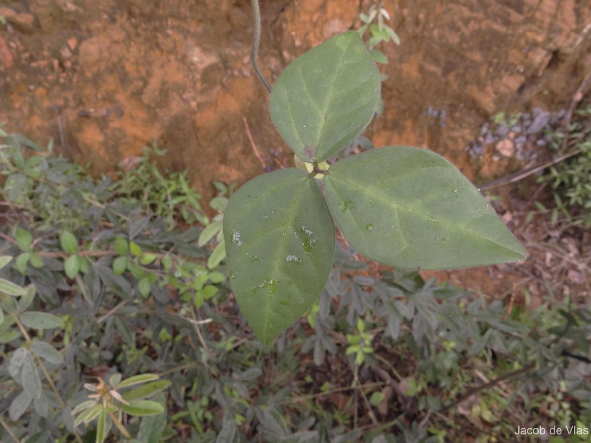 Macrotyloma uniflorum (Lam.) Verdc.